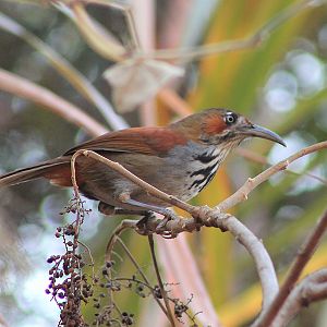 Grey-sided Scimitar-Babbler (Erythrogenys swinhoei)