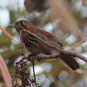 Grey-sided Scimitar-Babbler (Erythrogenys swinhoei)