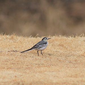 White Wagtail (Motacilla alba)