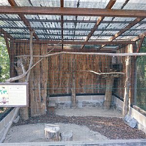 Owl aviaries - Ural Owl (Strix uralensis)