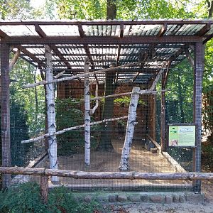 Owl aviaries - Common Barn Owl (Tyto alba)