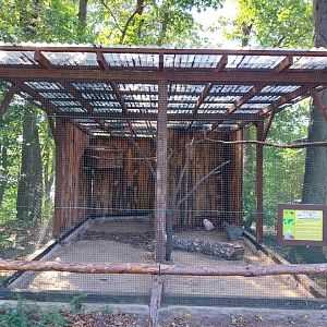 Owl aviaries - Snowy Owl (Bubo scandiacus)