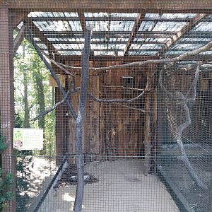 Owl aviaries - Common Scops-owl (Otus scops)