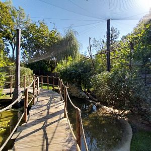 Scarlet Ibis (Eudocimus ruber) aviary