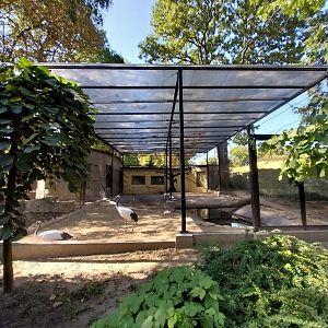 Machurian Crane (Grus japonensis)