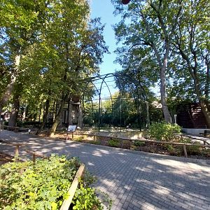 Andean Condor (Vultur gryphus)