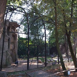 Andean Condor (Vultur gryphus)