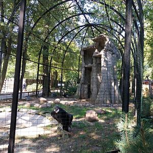 Andean Condor (Vultur gryphus)