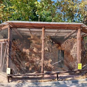 Black Grouse (Lyrurus tetrix)