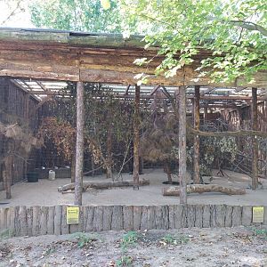 Western Capercaillie (Tetrao urogallus)