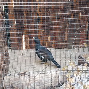 Western Capercaillie (Tetrao urogallus)