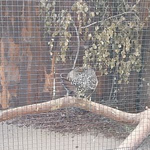 Western Capercaillie (Tetrao urogallus)