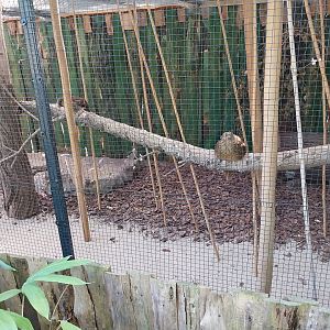 Golden Pheasant (Chrysolophus pictus)