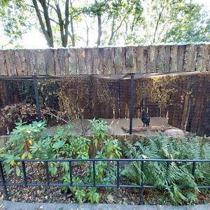 Western Capercaillie (Tetrao urogallus)