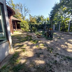 Lion-Leopard House - Lion (Panthera leo)