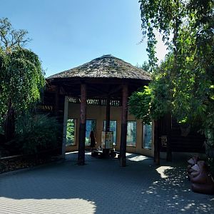 Lion-Leopard House - Lion (Panthera leo)