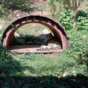 Snowleopard-Siberian Tiger house - Snowleopard (Panthera uncia)