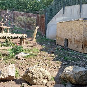 Snowleopard-Siberian Tiger house - Siberian Tiger second enclosure (Panthera tigris altaica)