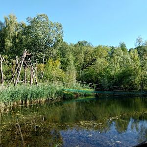 Pilaeted Gibbon (Hylobates pileatus)