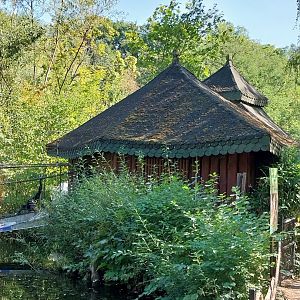 Pilaeted Gibbon (Hylobates pileatus)