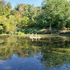 Great White Pelican (Pelecanus onocrotalus)