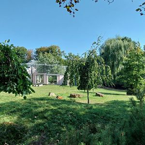 Red Kangaroo (Osphranter rufus)