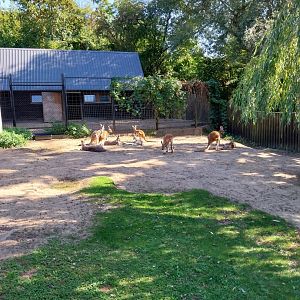Red Kangaroo (Osphranter rufus)