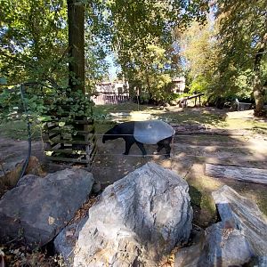Malayan Tapir (Tapirus indicus)