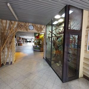 Egzotarium - Western Pymgy Marmoset (Cebuella pygmaea pygmaea)