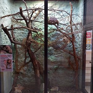 EgzotariumEgzotarium - Western Pymgy Marmoset (Cebuella pygmaea pygmaea)