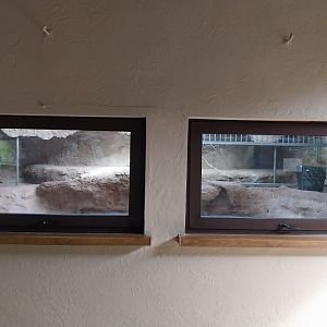 Egzotarium - American Alligator exhibit in renovation