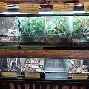 Egzotarium - Bird spiders and insects