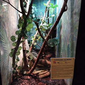 Egzotarium - Pine Snake (Pituophis melanoleucus)