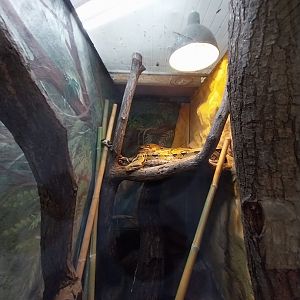 Egzotarium - Boa Constrictor (Boa constrictor)