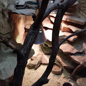 Egzotarium - North African Ocellated Lizard (Timon Pater)