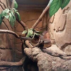 Egzotarium -  Python (Liasis Mackloti)