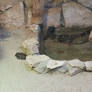 Colorado River Toad (Incilius alvarius) and Rio Fuerte Beaded Lizard (Heloderma horridum exasperatum)