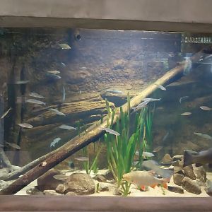 Aquarium - Polish Native Fish