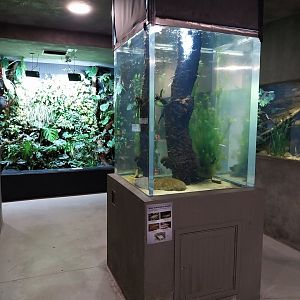 Aquarium - Polish Native Fish
