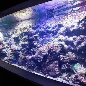 Aquarium - Coral Reef