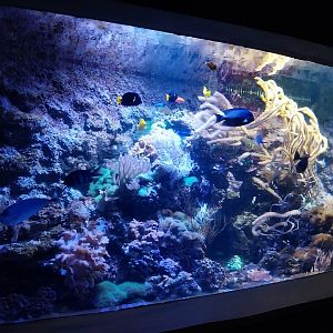 Aquarium - Coral Reef