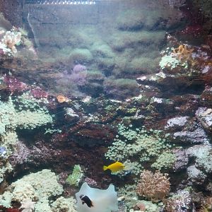 Aquarium - Coral Reef