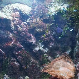 Aquarium - Coral Reef