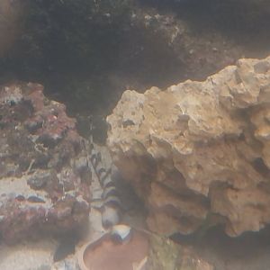 Aquarium - Brown-banded Bamboo-shark (Chiloscyllium punctatum)