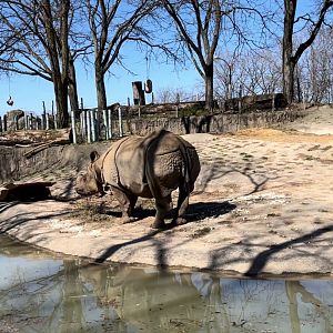 Toledo Zoo Tembo Trail Indian Rhinoceros exhibit.
