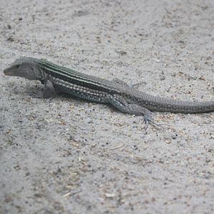 Common Ameiva