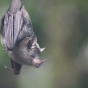 Pallas' Long-tongued Bat
