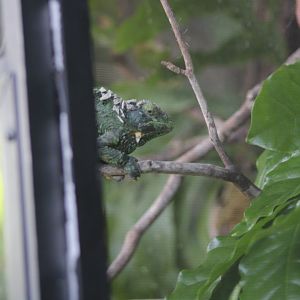 Mount Kenya Three-horned Chameleon