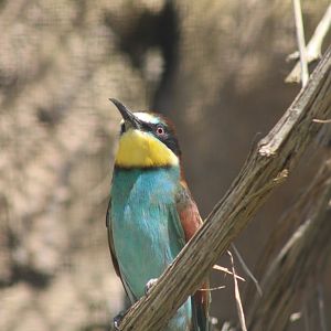 European Bee-eater