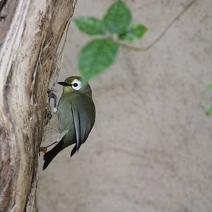 Kilimanjaro White-eye
